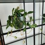 Brasil Kamerplant in Pot, Ophalen, Overige soorten, Halfschaduw, In pot