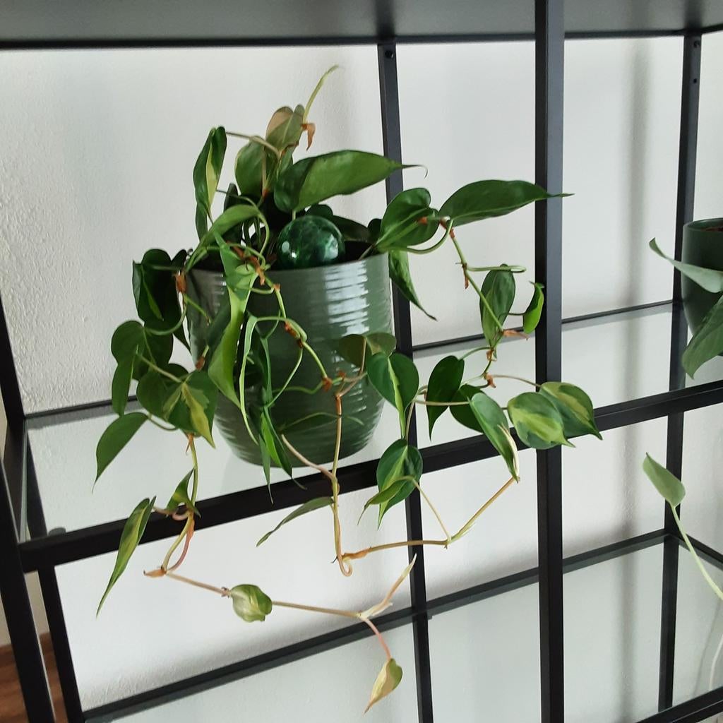 Brasil Kamerplant in Pot, Huis en Inrichting, Kamerplanten, Overige soorten, Minder dan 100 cm, Groene kamerplant, Halfschaduw