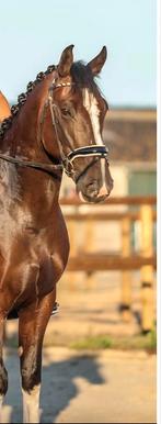 Groninger ruin tekoop, B, Gechipt, Ruin, Dressuurpaard