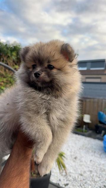 Pomeriaan pupps beschikbaar voor biedingen