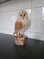 taxidermie opgezette kerkuil, Ophalen of Verzenden, Zo goed als nieuw, Vogel, Opgezet dier