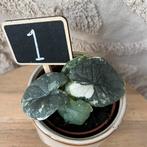 Alocasia melo variegata, Huis en Inrichting, Kamerplanten, Ophalen of Verzenden, Halfschaduw, Minder dan 100 cm