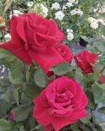 Rozen - struikrozen, klimrozen en stamrozen, Tuin en Terras, Volle zon, Vaste plant, Zomer, Ophalen