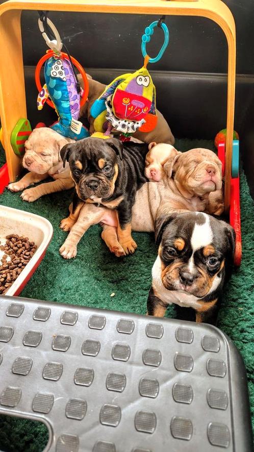 Old English Bulldog pups, Dieren en Toebehoren, Honden | Bulldogs, Pinschers en Molossers, Meerdere dieren, Bulldog, Particulier