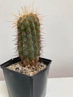 Copiapoa Haseltonia, Huis en Inrichting, Kamerplanten, Cactus, Minder dan 100 cm, Ophalen of Verzenden, In pot