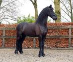 Friese (Fries) sport ruin, Dieren en Toebehoren, Z, Gechipt, Ruin, Dressuurpaard