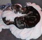 Goude mand gezocht., Dieren en Toebehoren, Katten en Kittens | Overige Katten, Poes