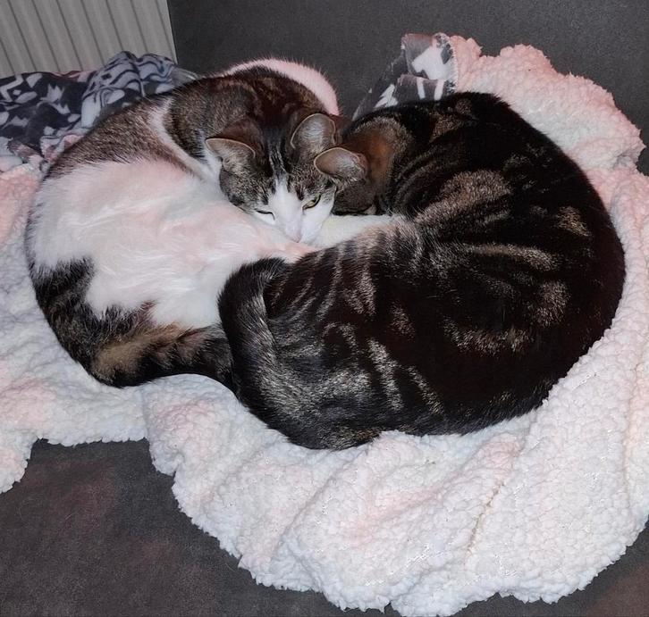 Goude mand gezocht., Dieren en Toebehoren, Katten en Kittens | Overige Katten, Poes