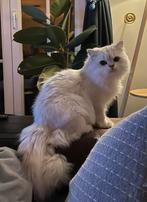 Gecastereerde Britsche langhaar, Kater, Gechipt, 0 tot 2 jaar