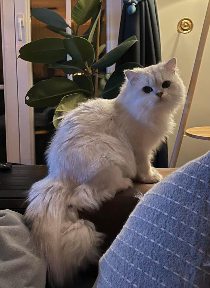Gecastereerde Britsche langhaar, Dieren en Toebehoren, Katten en Kittens | Raskatten | Langhaar, Kater, 0 tot 2 jaar, Gechipt