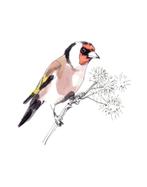 Putter gezocht, Meerdere dieren, Wildzangvogel, Geringd