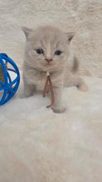Britse korthaar kittens met stamboom en garantie!, Dieren en Toebehoren, Katten en Kittens | Raskatten | Korthaar, Meerdere dieren