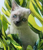 Britsekorthaar kittens laatste 2 Mogen het nest verlaten, Meerdere dieren, Ontwormd, 0 tot 2 jaar