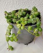 String of pearls, Erwtenplant variegata., Huis en Inrichting, Kamerplanten, Ophalen of Verzenden, Overige soorten, Minder dan 100 cm