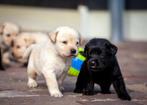 Labrador retriever pups, Dieren en Toebehoren, Honden | Retrievers, Spaniëls en Waterhonden, 8 tot 15 weken, Labrador retriever