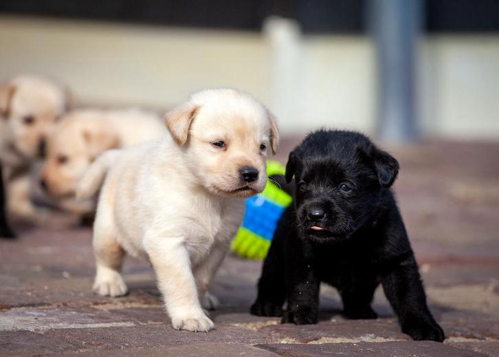 Labrador retriever pups, Dieren en Toebehoren, Honden | Retrievers, Spaniëls en Waterhonden, Meerdere dieren, Labrador retriever