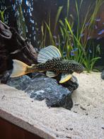 Hypostomus luteus fase 2, Dieren en Toebehoren, Vissen | Aquariumvissen, Vis