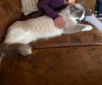 VERMIST! Ragdoll !, Dieren en Toebehoren, Kater