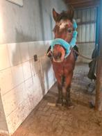 Halstertouw en halster wol, Ophalen of Verzenden, Gebruikt, Overige soorten