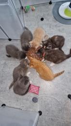 Prachtige Maine Coon Kittens | Zwart | Creme | Grijs | Wit, Dieren en Toebehoren, Ontwormd, Meerdere dieren, 0 tot 2 jaar