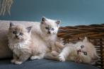 Raszuivere huiselijke Ragdoll kittens, Meerdere dieren, Gechipt, 0 tot 2 jaar
