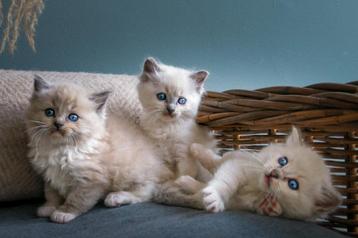 Raszuivere huiselijke Ragdoll kittens beschikbaar voor biedingen