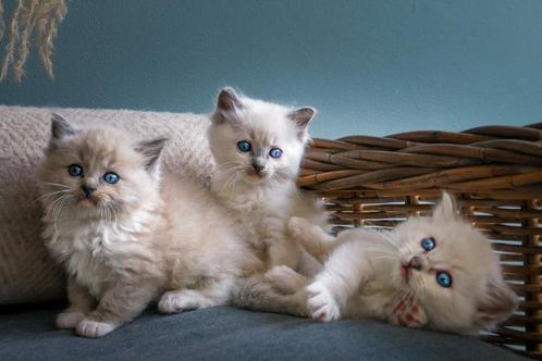 Raszuivere huiselijke Ragdoll kittens, Dieren en Toebehoren, Katten en Kittens | Raskatten | Langhaar, Meerdere dieren, 0 tot 2 jaar
