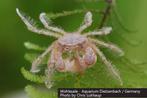 Pre order: Limnopilos naiyanetri Microspider | krabben krab, Kreeft, Krab of Garnaal, Zoetwatervis