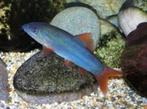 Botia modesta super color Blue - Blauwe botia - Koidream, Dieren en Toebehoren, Vis, Zoetwatervis, Schoolvis