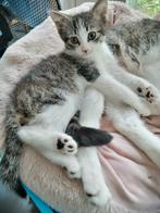 Prachtige X kittens 50.% Noorse Boskat. NOG 1 POESJE...., Dieren en Toebehoren, Katten en Kittens | Overige Katten, Poes, 0 tot 2 jaar