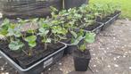 Korona aardbeien stekken, Tuin en Terras, Planten | Tuinplanten, Ophalen, Volle zon, Vaste plant, Zomer