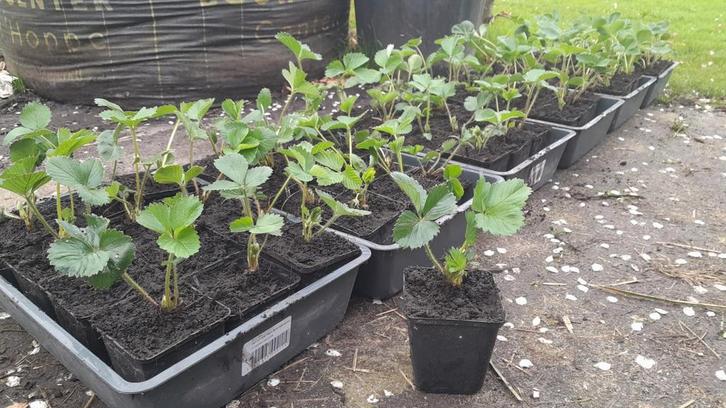 Korona aardbeien stekken, Tuin en Terras, Planten | Tuinplanten, Vaste plant, Fruitplanten, Volle zon, Zomer, Ophalen