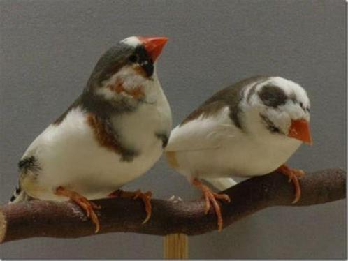 Koppels bonte Zebravinken, Dieren en Toebehoren, Vogels | Overige Vogels, Tropenvogel, Meerdere dieren