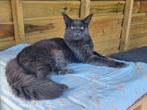 Maine coon dekkater blue solid uit Rusland met stamboom