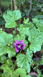 Groot kaasjeskruid- malva Sylvestris, Ophalen, Zomer, Overige soorten, Volle zon
