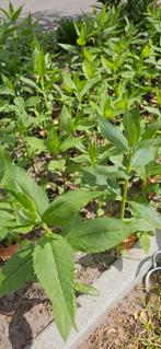 Schildpadbloem vaste plant, Ophalen, Overige soorten, Minder dan 100 cm