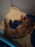 Geboren  cocker spaniels pups, Overige rassen, 8 tot 15 weken, Meerdere, Meerdere dieren