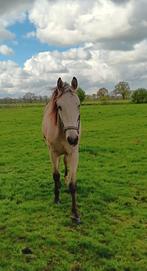 Weidemaatje /coachpaard aangeboden, Dieren en Toebehoren, Paarden, Hengst, 0 tot 2 jaar