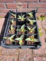 Agave stekken 11, Ophalen of Verzenden, Bloeit niet, Overige soorten, Volle zon