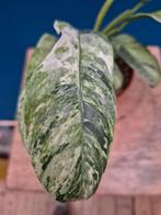 Rhaphidophora Puberula Tricolor p12, Ophalen of Verzenden, Halfschaduw, Minder dan 100 cm