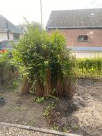 Liguster heg, Tuin en Terras, Planten | Bomen, Ophalen, Overige soorten, 100 tot 250 cm