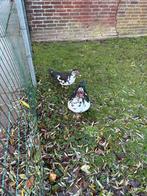 Muskuseenden, Dieren en Toebehoren, Meerdere dieren, Eend