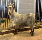 Blauwschimmel dwergbok, Dieren en Toebehoren, Mannelijk, Geit, 0 tot 2 jaar