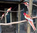 Rubino rosella koppel, Dieren en Toebehoren, Meerdere dieren, Parkiet