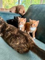 Lieve sociale kittens, Dieren en Toebehoren, Katten en Kittens | Overige Katten, Meerdere dieren, 0 tot 2 jaar