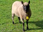 schaap, Dieren en Toebehoren, Vrouwelijk, Schaap, 3 tot 5 jaar