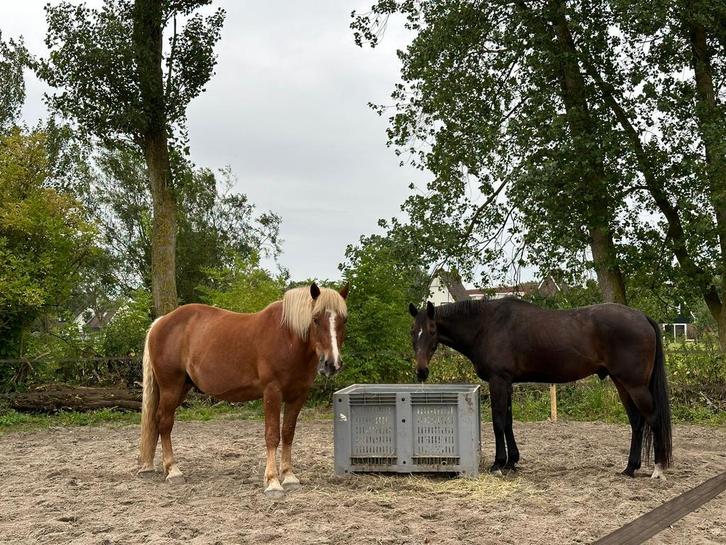 Stalling, Dieren en Toebehoren, Stalling en Weidegang, Stalling