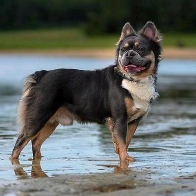 Gezonde Franse bulldog fluffy dekreu ( volledig gekeurd), Dieren en Toebehoren, Honden | Dekreuen, Reu, Particulier, Eén hond