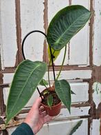 Anthurium Peltigerum p12