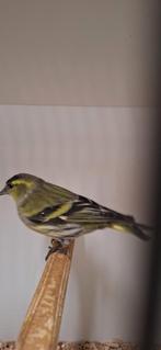 Mooi koppeltje Europese sijsjes goed en correct geringd onve, Meerdere dieren, Wildzangvogel, Geringd